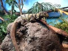 Varanus olivaceus