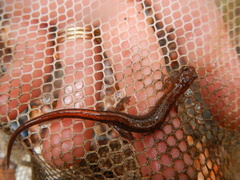 Plethodon websteri