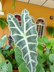 Alocasia amazonica