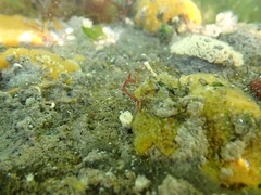 Caprella