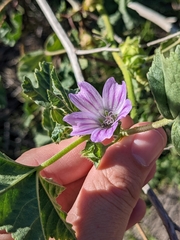 Malva multiflora