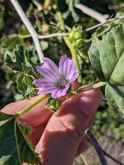 Malva multiflora