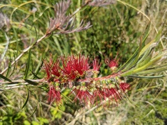 Melaleuca linearis