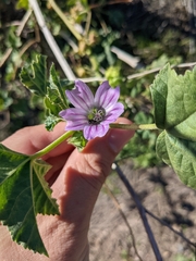 Malva multiflora