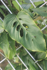 Monstera obliqua