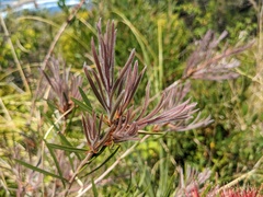 Melaleuca linearis
