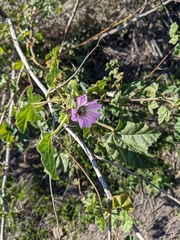 Malva multiflora