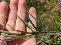 Melaleuca linearis