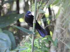 Tachyphonus coronatus