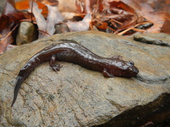 Desmognathus conanti