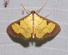Goniorhynchus hampsoni