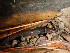 Desmognathus conanti