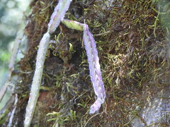 Lepismium cruciforme