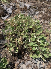 Eriogonum compositum
