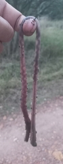Microchaetus stuckenbergi