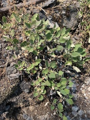 Eriogonum compositum