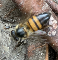 Apis mellifera