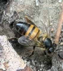 Apis mellifera