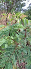 Vachellia cornigera