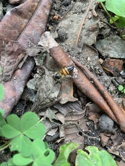 Apis mellifera