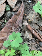 Apis mellifera