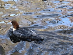 Mergus merganser americanus