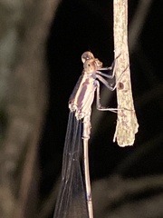 Mecistogaster ornata