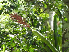 Aechmea distichantha