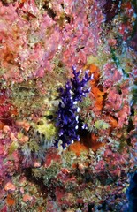 Distichopora violacea