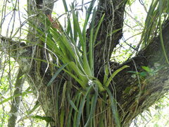 Aechmea distichantha