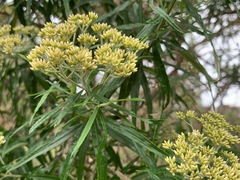 Ozothamnus ferrugineus