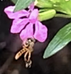 Apidae