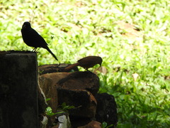 Tachyphonus coronatus