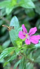 Apidae