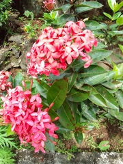 Ixora coccinea