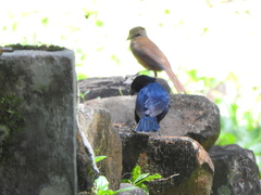 Tachyphonus coronatus