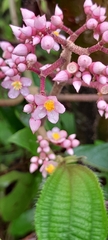 Miconia subcrustulata