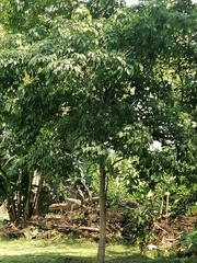 Handroanthus guayacan image