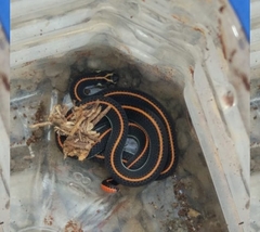 Calliophis intestinalis