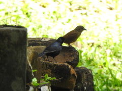 Tachyphonus coronatus