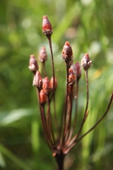 Primula meadia