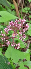 Miconia subcrustulata