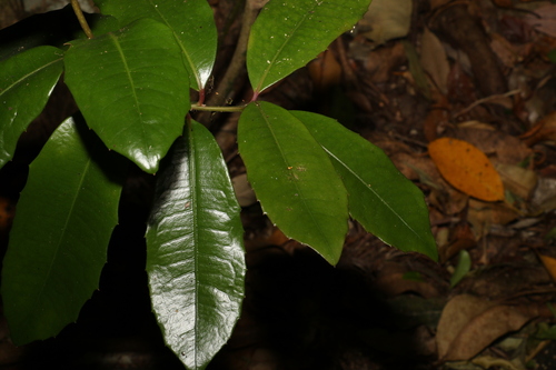Image of Wilkiea austroqueenslandica by (c) Greg Tasney, some rights reserved (CC BY-SA)