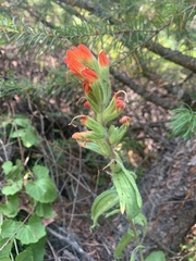 Castilleja applegatei pinetorum