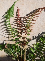 Blechnum punctulatum
