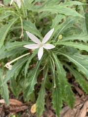 Hippobroma longiflora