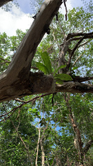 Catasetum integerrimum