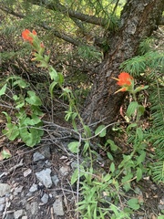 Castilleja applegatei pinetorum