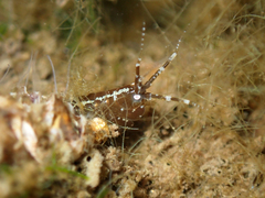Ampithoidae