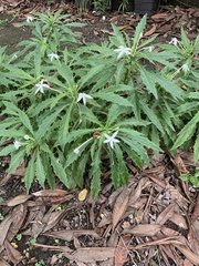 Hippobroma longiflora
